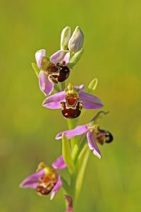 Ophrys abeille