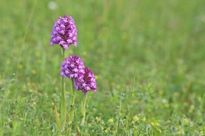 Orchis pyramidal