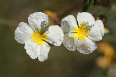 Hélianthème des Apennins