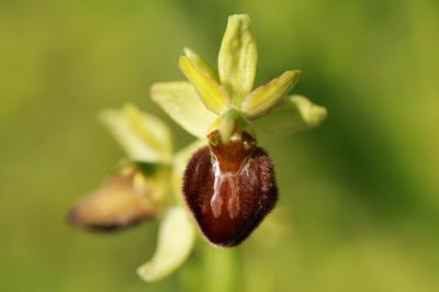 Ophrys araignée