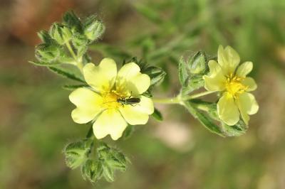 <i>Potentilla recta</i>