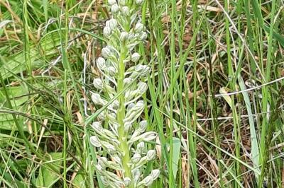 Orchis bouc