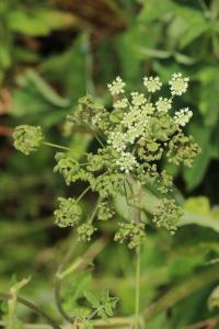 Heracleum sphondylium