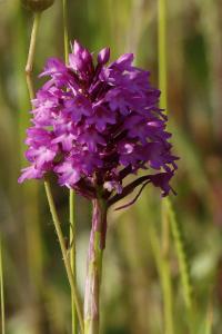 Orchis pyramidal