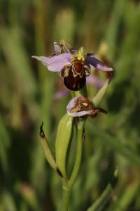 Ophrys abeille