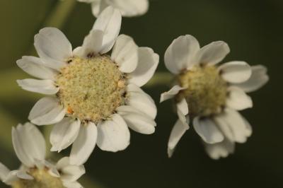 Achillée sternutatoire