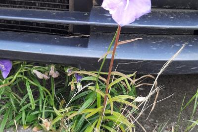 Campanule à feuilles de pêcher
