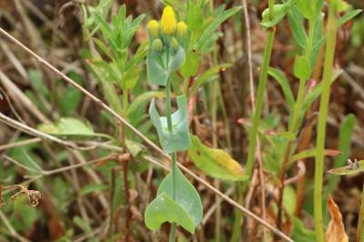 Blackstonia perfoliata