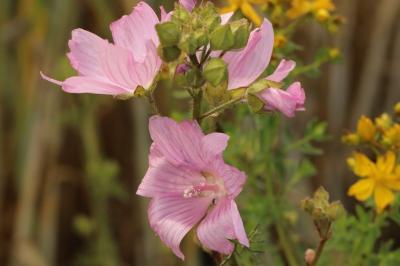 Mauve musquée