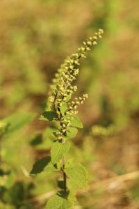 Teucrium scorodonia