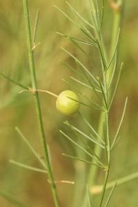 Asperge officinale