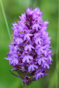 Orchis pyramidal