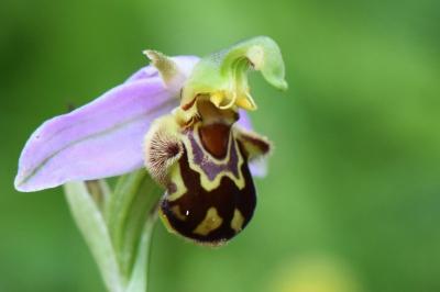Ophrys abeille