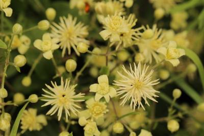 Clematis vitalba