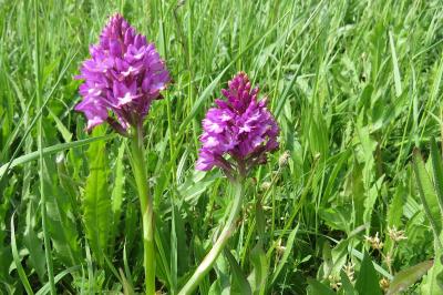Orchis pyramidal