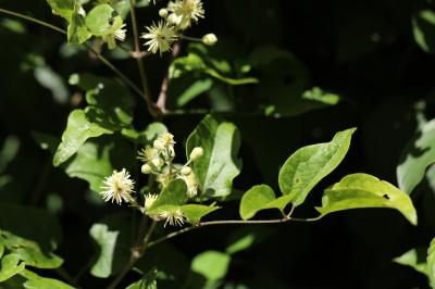 Clématite des haies