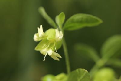 Cucubale couchée