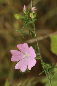 Mauve musquée