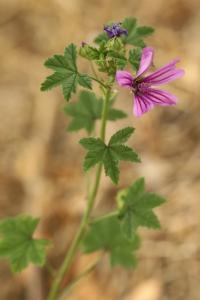 Mauve sauvage