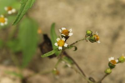 Galinsoga cilié