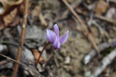 Cyclamen à feuilles de lierre