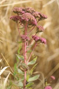 Herbe de saint Jean