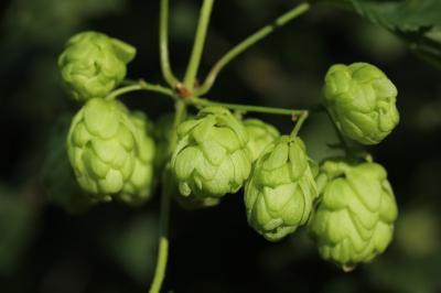 Houblon grimpant