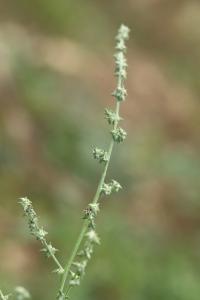 Arroche étalée