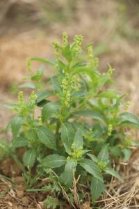 Mercuriale annuelle