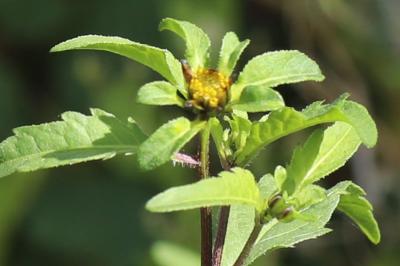 Bident trifolié