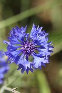 Bleuet