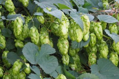 Houblon grimpant