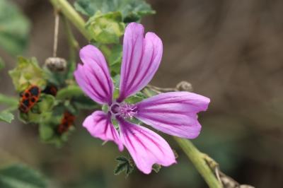 Malva sylvestris