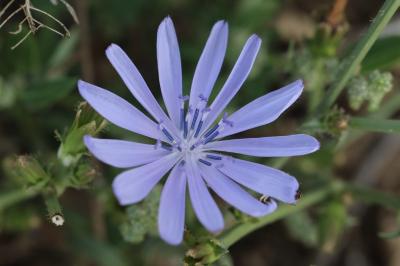 Chicorée amère