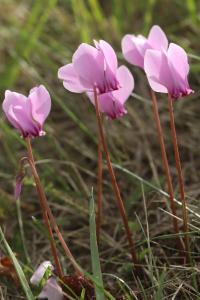 Cyclamen à feuilles de lierre