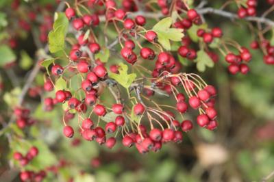 Crataegus monogyna