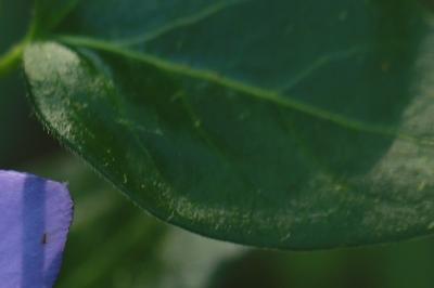 Vinca major