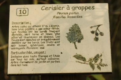 Cerisier à grappes