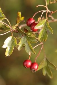 Crataegus monogyna