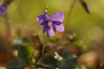Viola reichenbachiana