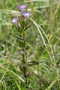 Gentianelle d'Allemagne