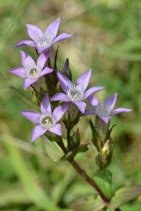 Gentianelle d'Allemagne