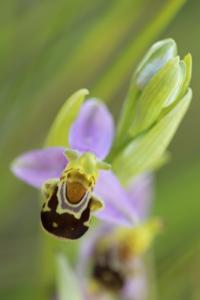 Ophrys abeille