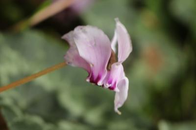 Cyclamen à feuilles de lierre