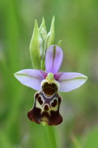 Ophrys bourdon
