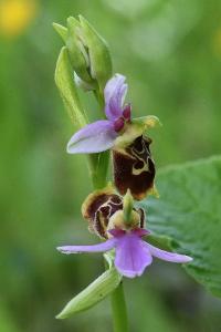 Ophrys bourdon