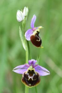 Ophrys bourdon