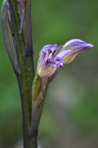 Limodore avorté