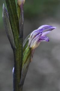 Limodore avorté
