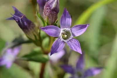 Gentianelle d'Allemagne